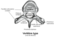 Vertebre type