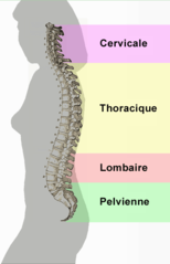 colonne de profil